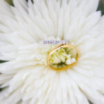 Photographe mariage fréjus saintraphael dans le var